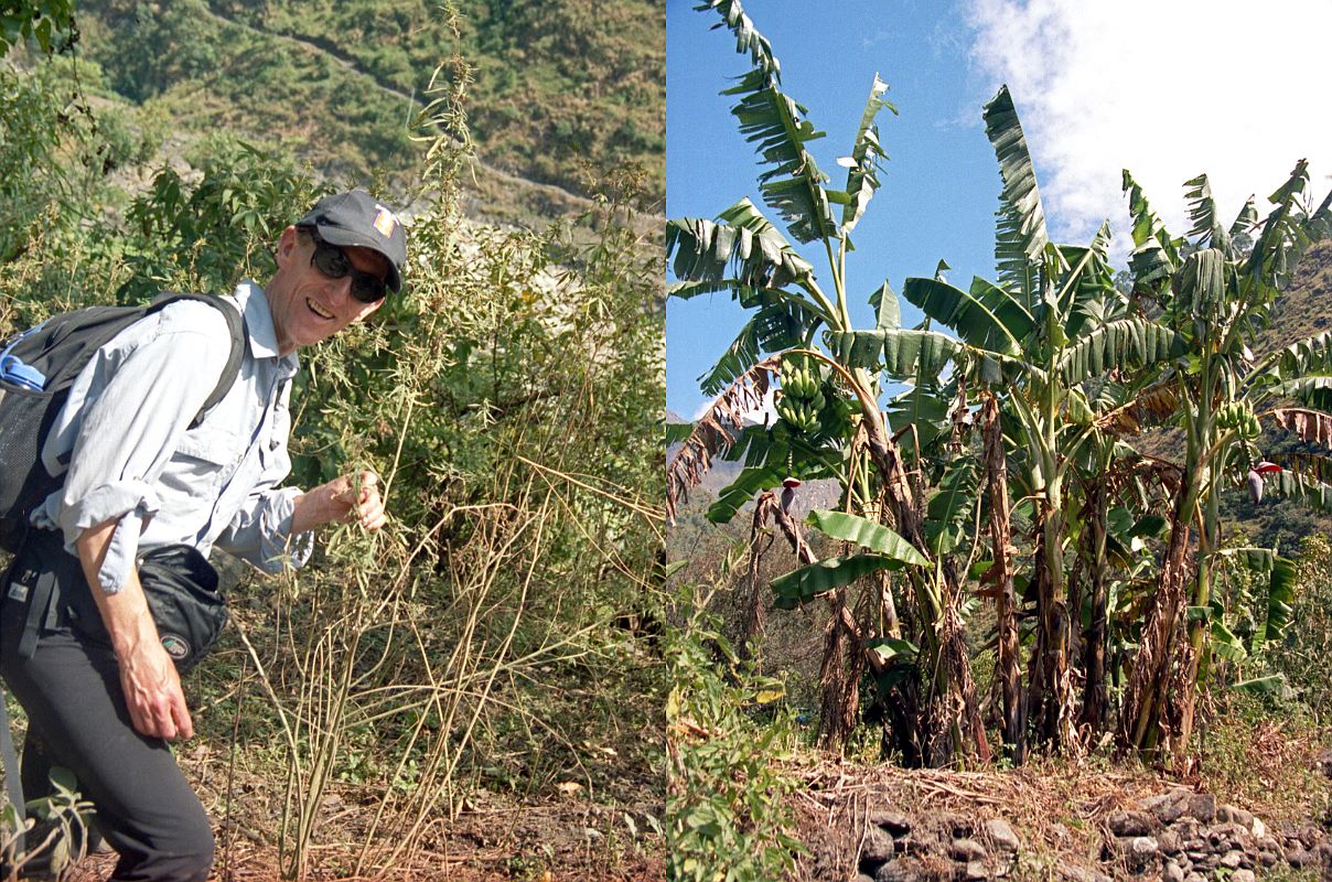 505 Jerome Ryan With Marijuana Plant And Banana Plant Near Tatopani As Jerome Ryan approached Tatopani I could see marijuana plants and banana trees growing wild by the side of the trail.